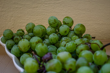 city sprouts in a bowl