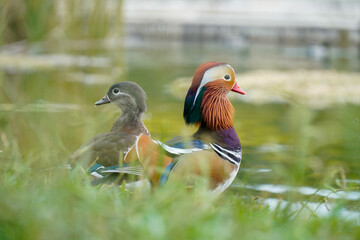 couple of mandarin ducks looking at Banyoles lake - obrazy, fototapety, plakaty