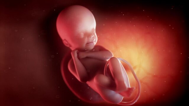 3d rendered animation of  a human fetus week 24
