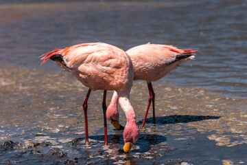 Pareja de flamencos rosas en lago, foto a color