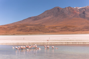 Fototapeta premium Flamencos en paisaje desértico frente a volcán