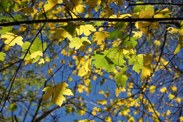 Obraz premium fall leaves line in yellow and seledyn