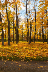 Bench in autumn in October under the sun. Background