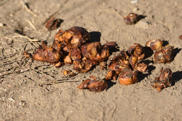 apple pickin time in bear country