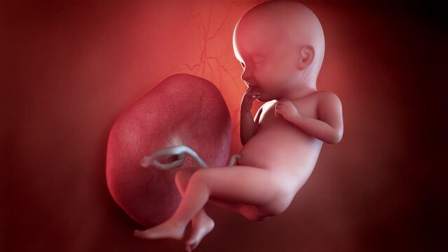 3d rendered animation of  a human fetus week 32