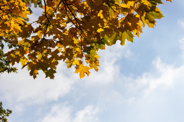 Bright golden leaves against the sky