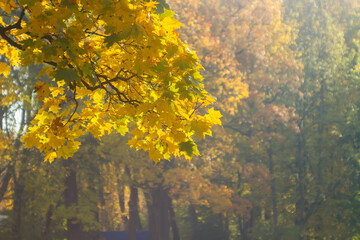 A branch with bright yellow leaves against the background of other autumn trees