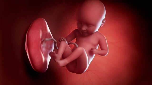 3d rendered animation of  a human fetus week 35