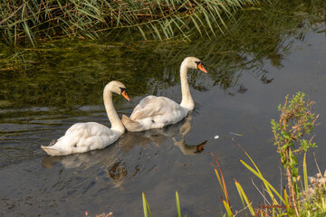A pair of beautiful Swans swimming down the river.