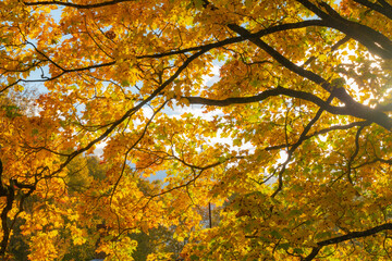 Autumn tree of orange leafs background