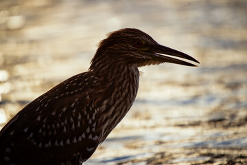 Reiher im Gegenlicht
