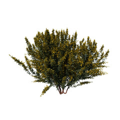 Front view tree (Young Cytisus scoparius common broom 1) png