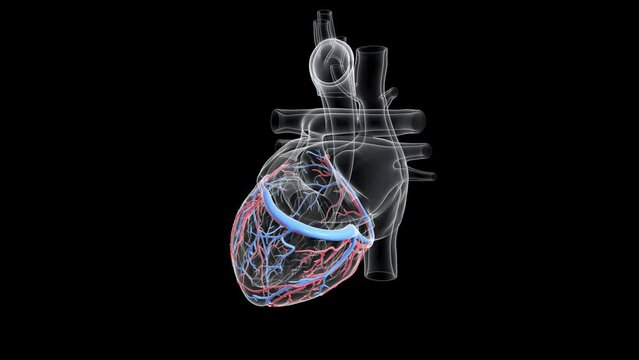3d rendered animation of  the coronary vessels of a human heart