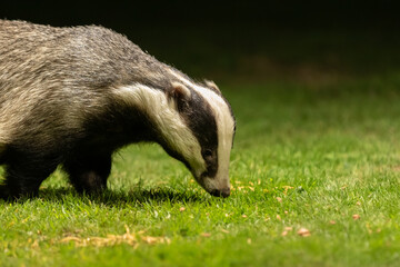 Badgers at night.