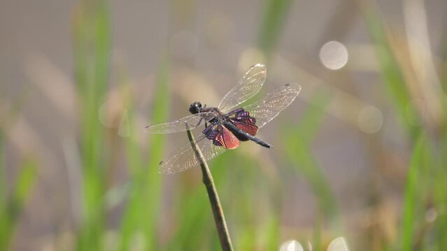 Phantom Flutterer dragonfly with metallic wings sits on stick over water, fighting against the breeze
