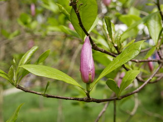 Magnolia blossoms in the park of a subtropical city. Pink magnolia petals on a branch on a sunny spring day against a background of green leaves. Large fragrant flowers and buds of an evergreen tree.