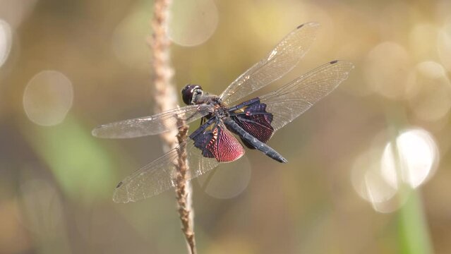 Macro: Dragonfly with metallic rear wings perched atop grass seed, cleans compound eye then flies away