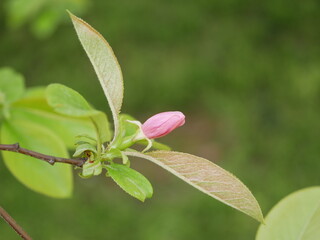 Magnolia blossoms in the park of a subtropical city. Pink magnolia petals on a branch on a sunny spring day against a background of green leaves. Large fragrant flowers and buds of an evergreen tree.