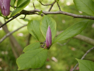 Magnolia blossoms in the park of a subtropical city. Pink magnolia petals on a branch on a sunny spring day against a background of green leaves. Large fragrant flowers and buds of an evergreen tree.