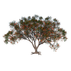 Front view tree ( Flamboyant 2 ) png