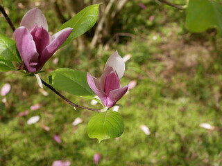 Magnolia blossoms in the park of a subtropical city. Pink magnolia petals on a branch on a sunny spring day against a background of green leaves. Large fragrant flowers and buds of an evergreen tree.