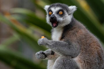 Naklejka premium lemur 