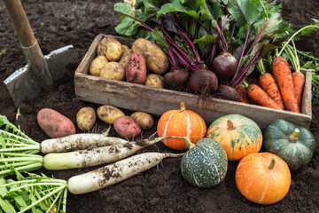 Autumn harvest of fresh raw carrot, beetroot, pumpkin, daikon radish and potato on soil ground in garden. Harvesting organic fall vegetables