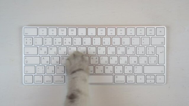 Gray cat paw uses keyboard. The cat is typing on a computer keyboard. Paw closeup top view.