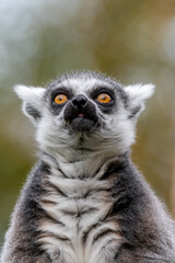  lemur Face