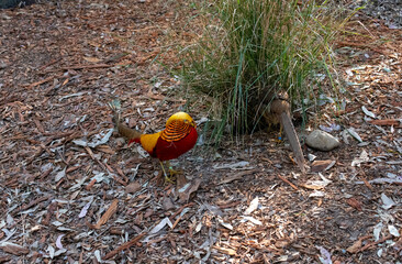 Golden pheasant (Chrysolophus pictus)