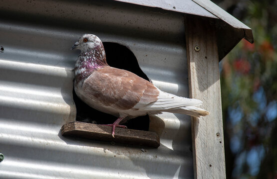 Domestic Pigeon (Columba Livia Domestica)