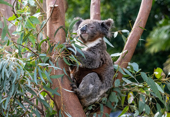 Koala ( Phascolarctos cinereus)