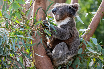 Fototapeta na wymiar Koala ( Phascolarctos cinereus)