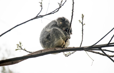 Fototapeta premium Koala ( Phascolarctos cinereus)