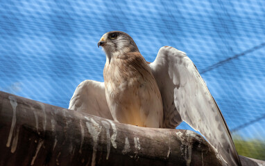 Nankeen Kestrel (Falco cenchroides)