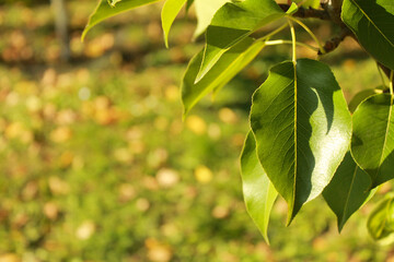 Close Up green leaf on blurred background with beautiful bokeh in the park forest. Natural foliage. Fall concept. Nature background. Autumn wallpaper. Sunny autumn day. Copy space. Space for text