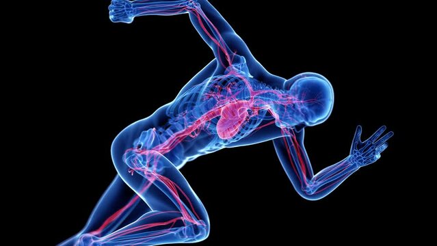 3d rendered animation of a sprinter&acute;s vascular system