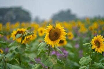 Sunflowers in a filed