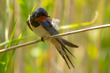 Dymówka, jaskółka dymówka (Hirundo rustica) © Grzegorz