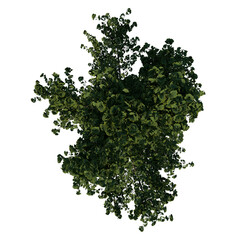 Top view tree ( Gingkgo Biloba tree 1 ) png