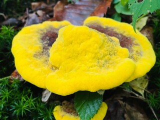 yellow mushrooms - Powered by Adobe