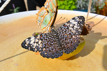 A Variable Cracker Butterfly (Hamadryas feronia) on a piece of fruit on a feeder. © Steve Cukrov