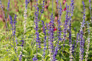 purple sprigs of lavender in the garden.  natural flower background.