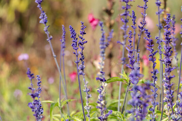 Fototapeta premium purple sprigs of lavender in the garden. natural flower background.