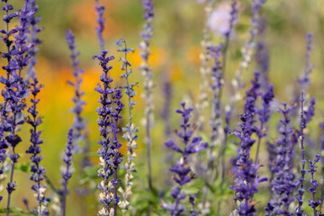 Obraz premium purple sprigs of lavender in the garden. natural flower background.