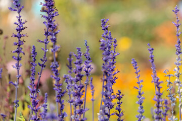 purple sprigs of lavender in the garden.  natural flower background.