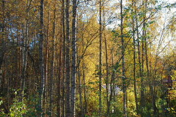 Autumn colored forest. Autumn sunny day in a deciduous forest. Tall, long tree trunks are surrounded by yellow, red, and brown foliage. The rays of the sun shine through the trees.