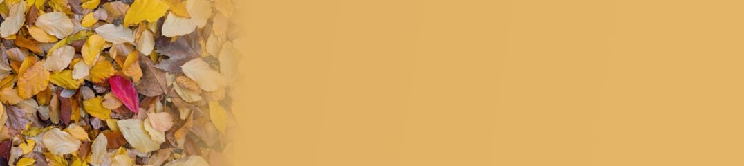 Obraz premium Banner top view of fallen autumn yellow and red leaves in city park. Mock up for text. 