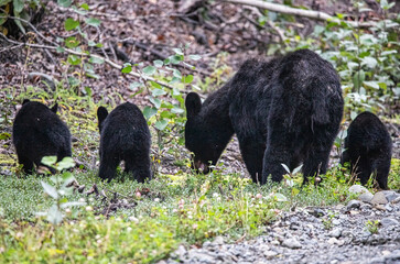 Mama bear and black bear cubs foraging.  Russian River, Cooper Landing, Alaska.