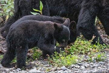 Mama bear and black bear cubs foraging.  Russian River, Cooper Landing, Alaska. © Todd